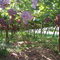 Parreira de Uva. (Grapes)
