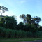 Mata da Rodovia Antonio C. Ruette - Municipio de Palmares Pta-SP