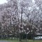 Paulownia in Downtown Gaston