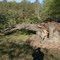 Tree down