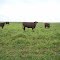 Cadastro de Compromisso Socioambiental - Fazenda Formosa - Cadastrada desde 2009