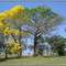 Ipê-amarelo e Paineira - Foto: Fábio Barros (www.facebook.com/Cidade3d)