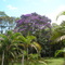 Quaresmeira  Tibouchina granulosa - Sertão do Una São Sebastião SP