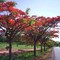 FLAMBOYANT NA ESTRADA DA USINA