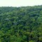 Mata Atlântica -Foto:Luciano Rizzieri