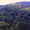 Área de Mata Atlântica -Foto:Luciano Rizzieri