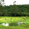 Canal entre os reservatórios Jundiaí e Taiaçupeba (Sistema Produtor Alto Tietê) - R.M. São Paulo, SP, Brasil.