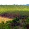 Plantação de Seringueira em Icém, SP.