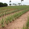 Plantação de abacaxi