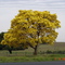 Ipê Amarelo,rodovia Euclides da Cunha - Fernandópolis,perto do posto Morini