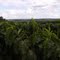 Cafezais de Cajurú, vendo ao fundo a Fazenda Amália e a cidade de Santa Rosa de Viterbo no horizonte
