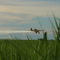 Aviação Agrícola