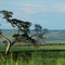Aviação Agrícola