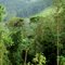 Selva