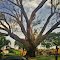 Timburi de 100 anos-Praça Sto Antonio-Boa Esperança do Sul-SP-Brazil-By Sheiva Sørensen