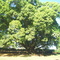 Ficus Benjamina