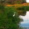 Garça pescando -Foto:Luciano Rizzieri