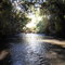 Rio Pardo - mata ciliar - município de Itatinga - sp