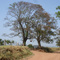 Pau-d'alho na entrada da Fazenda São Francisco