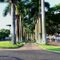Palmeiras / Palm Trees
