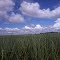 Sugar Cane in Guariba - Sao Paulo