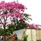 ipê-roxo-de-bola (Tabebuia impetiginosa) - Ceasa - foto de Juliana Gatti