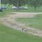 Magpies on the lawn in Sturgis