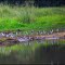 Aves Aquáticas Na Espera Da Refeição.