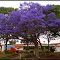Flores Do Jacarandá.