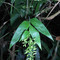 _Chusquea oxylepis_ (Poaceae, Bambusoideae), Biritiba-Mirim, SP, Brasil