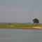 Arvore solita no lago da represa