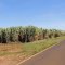 Estrada de Ribeirão Corrente a Guará - São Paulo