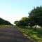 Cardoso sp.