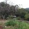 Árvore florida na SP-063 - Bragança Paulista