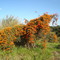 Pyrostegia venusta - Cipó de São João -  Jaboticabal  - São Paulo - Br