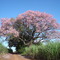 Paineira - Estrada da Graminha - Jaboticabal - SP - Br