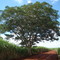Árvore Farinha Seca - Jaboticabal - SP - Br