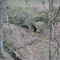 Wildcat Hollow, ravine, 18 Apr 2003