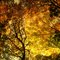 fall trees