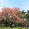 Canafístula - município de São João da Boa Vista - estrada vicinal para Sto Antonio do Jardim