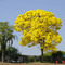 Ipê Amarelo - na Rodovia SP350 - município de Itobi