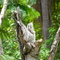 Urutau comum (Nyctibius griseus) no Sítio A Boa Terra - SP