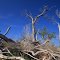 Uprooted