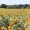 Sunflower Field,~11792 Michigan Avenue,  Saline Township, Michigan