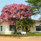 Sapucaia - na Fazenda Experimental de Mococa