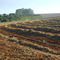 Palha da cana de açucar em curva de nivel Biofuel ethanol from sugar cane sugar