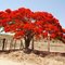 Flamboyant no Sertão