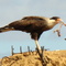 CACULÉ - Na seca do sertão Carcará come cobra