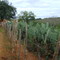 Palma - Caculé (BA)