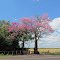 Ipuã - Paineira na SP 345
